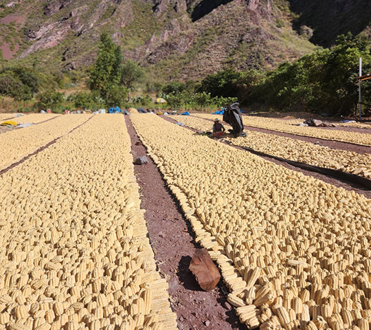 HealthyFoods-about-campo